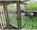 Liyi Plant Growth Chamber เครื่องเพาะเมล็ดสภาพภูมิอากาศประดิษฐ์เครื่องฟักไข่กล่องเจริญเติบโตของพืชและสีฟ้า